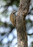 Bearded Woodpecker